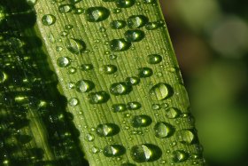 Garden Water